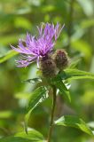 Centaurea pseudophrygia