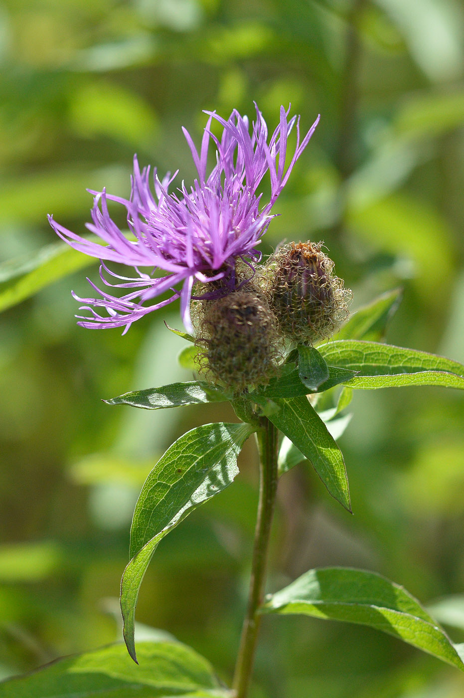 Image of Centaurea pseudophrygia specimen.