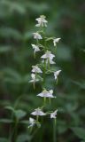 Platanthera densa