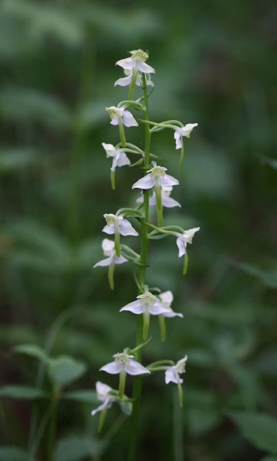 Изображение особи Platanthera densa.