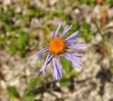 Erigeron flaccidus