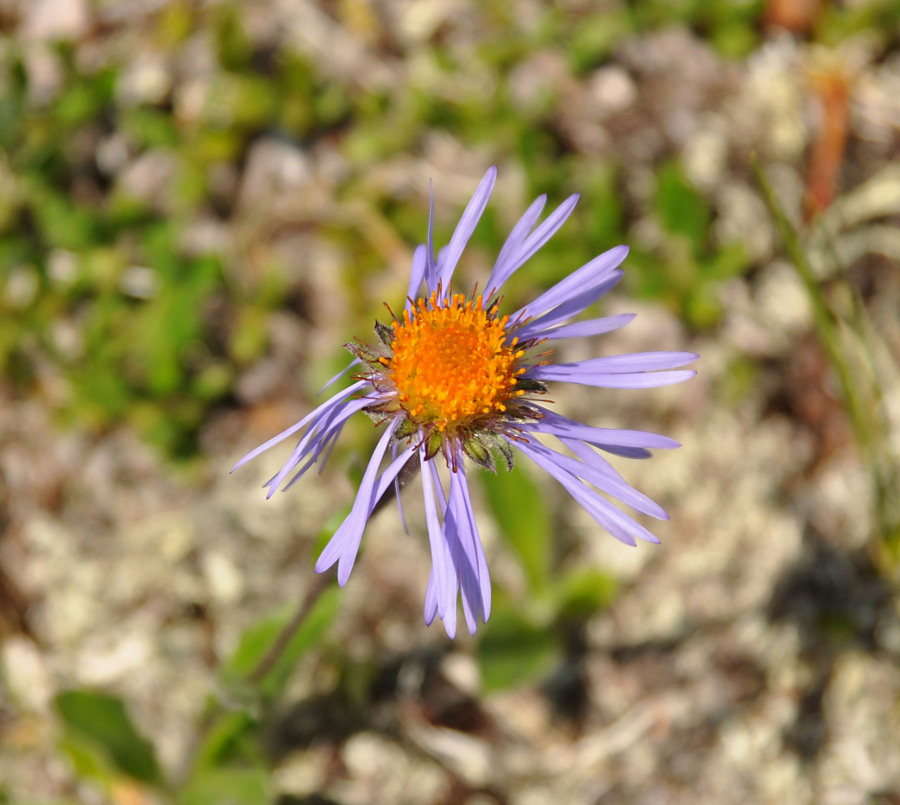 Изображение особи Erigeron flaccidus.