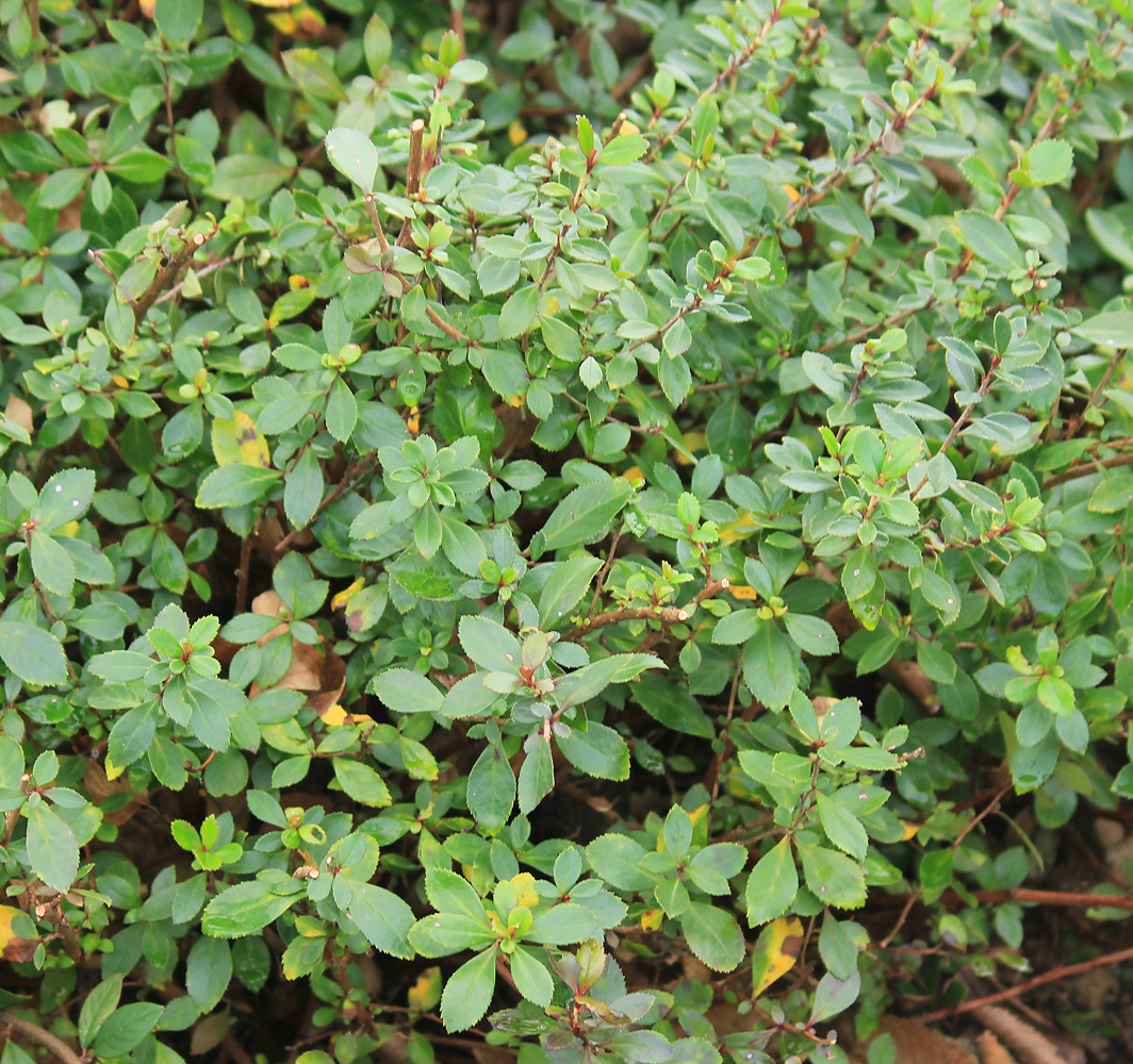 Image of Escallonia rubra specimen.