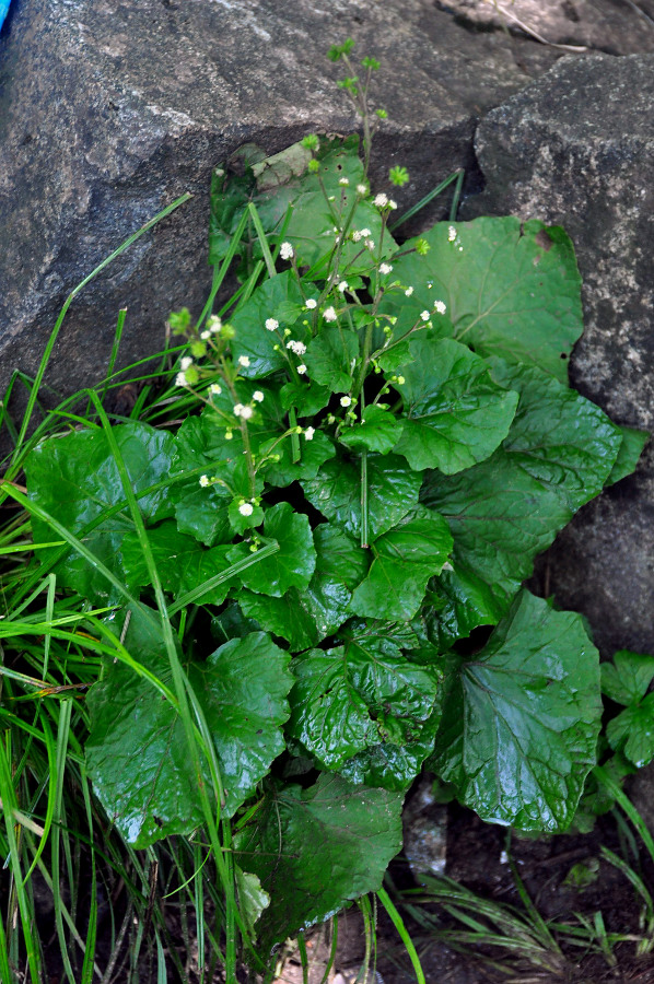 Изображение особи Adenocaulon adhaerescens.