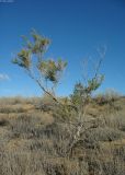Suaeda physophora