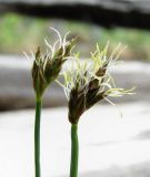 Carex chordorrhiza