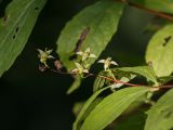 Philadelphus caucasicus