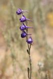 Delphinium batalinii. Верхушка соцветия. Узбекистан, хребет Нуратау, Нуратинский заповедник, урочище Хаятсай, среди полынно-типчаковой растительности, высота около 2000 м н.у.м. 23.07.2014.