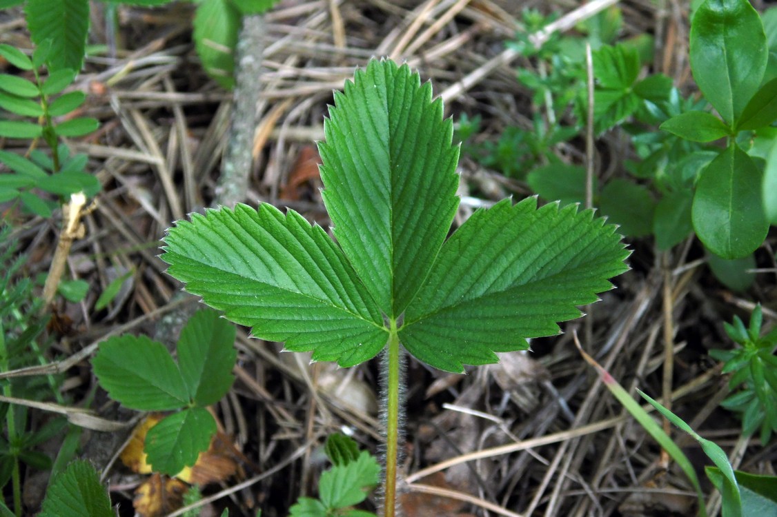 Изображение особи Fragaria viridis.