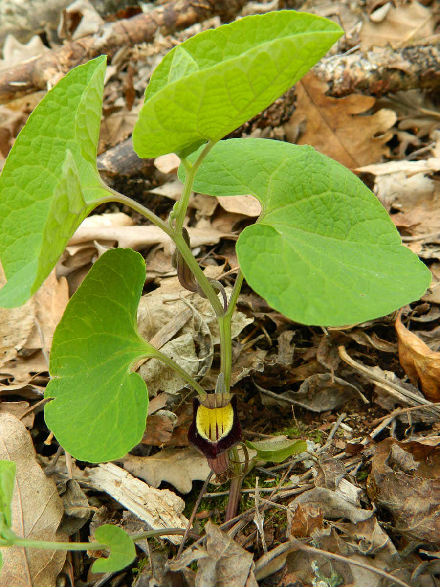 Image of Aristolochia steupii specimen.