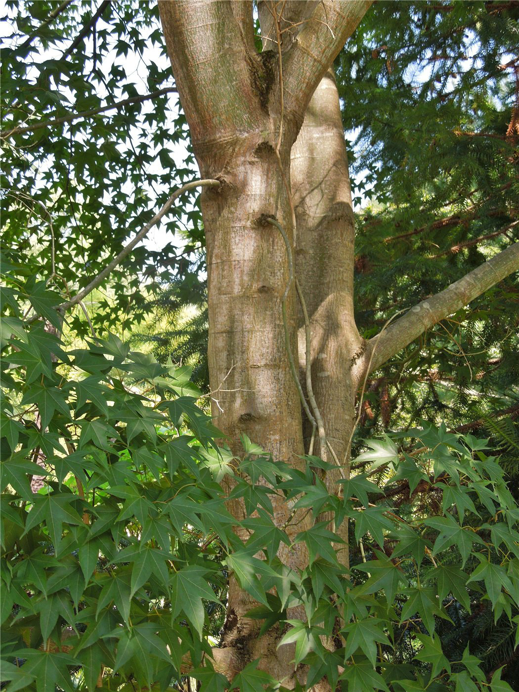 Image of Acer serrulatum specimen.