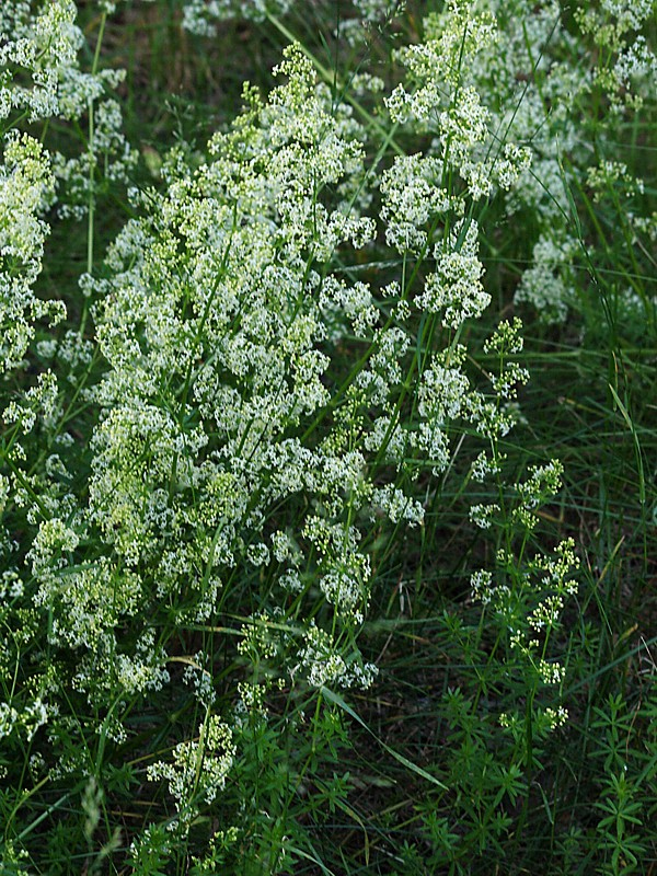 Image of Galium album specimen.