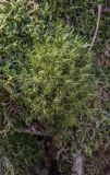 genus Dicranum