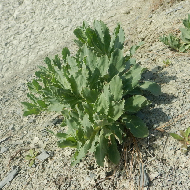 Изображение особи Oberna crispata.