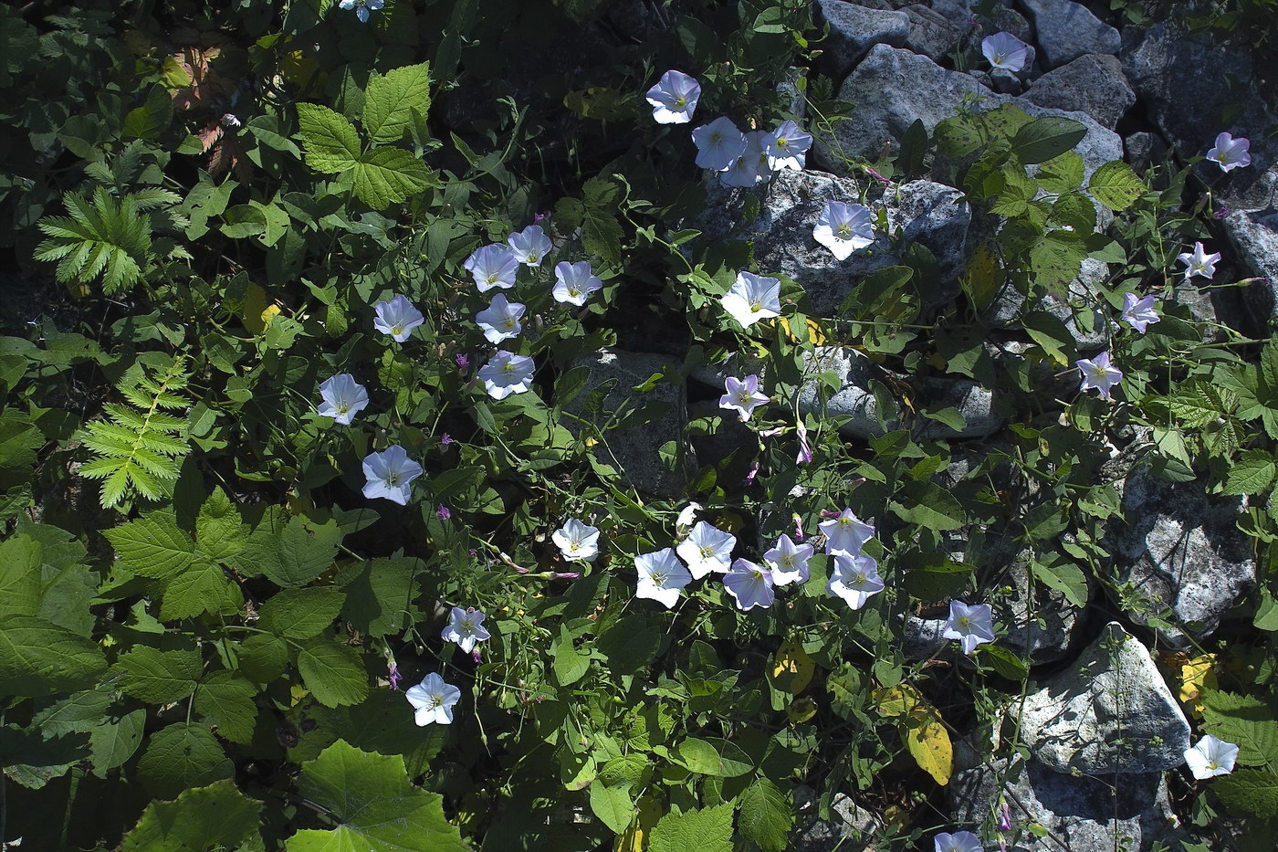 Изображение особи Convolvulus arvensis.