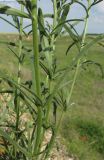 Erysimum canescens. Части побегов. Крым, Первомайский р-н, окр. с. Войково, заброшенный карьер. 22 мая 2016 г.