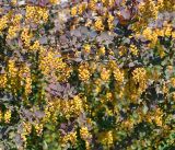 Berberis vulgaris f. atropurpurea