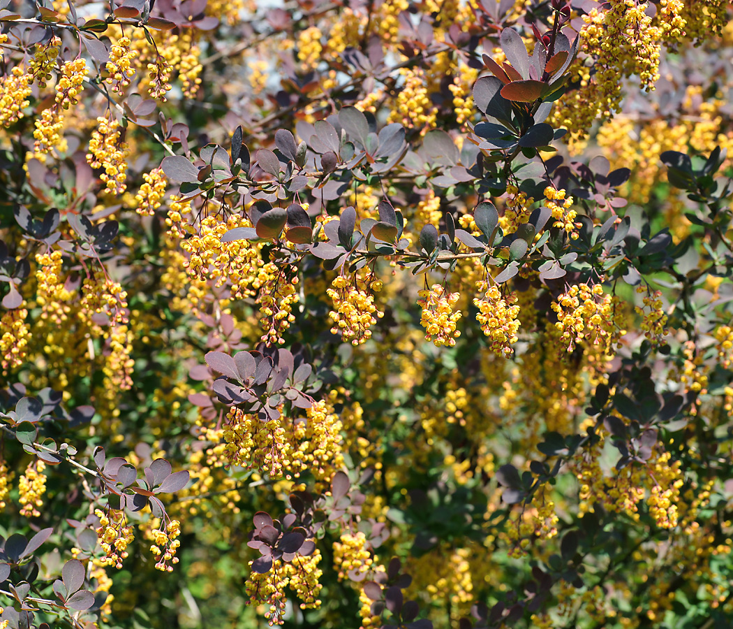 Image of Berberis vulgaris f. atropurpurea specimen.