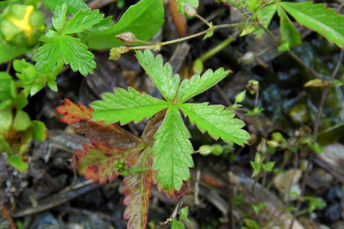 Изображение особи Potentilla reptans.