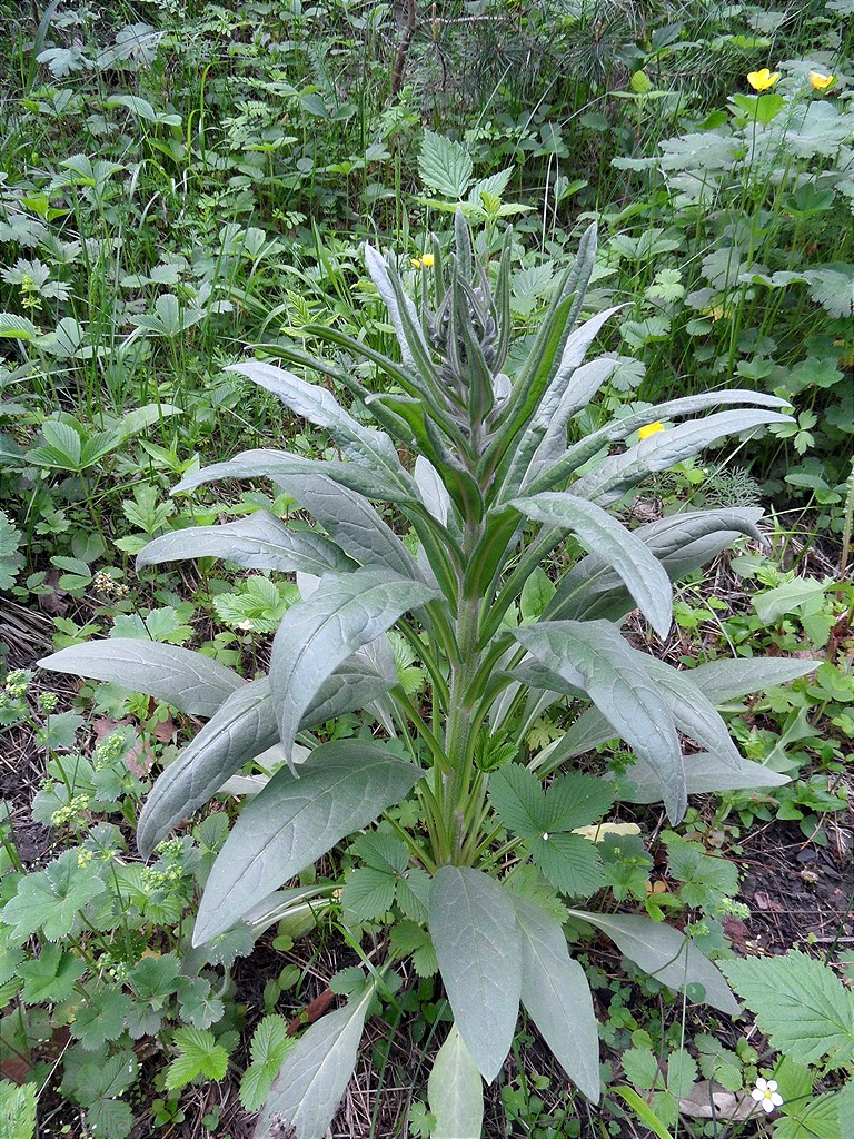 Изображение особи Cynoglossum officinale.