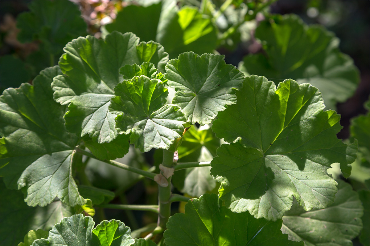 Изображение особи Pelargonium hortorum.