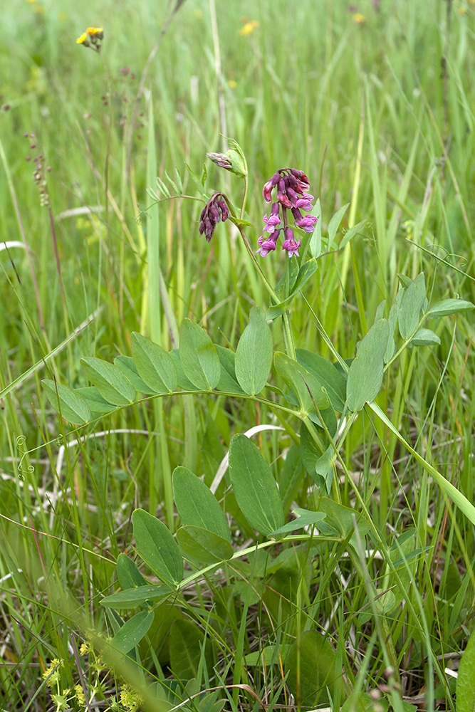 Image of Lathyrus pisiformis specimen.