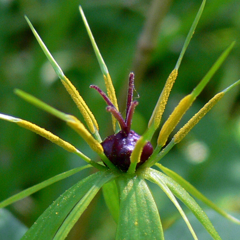 Изображение особи Paris quadrifolia.