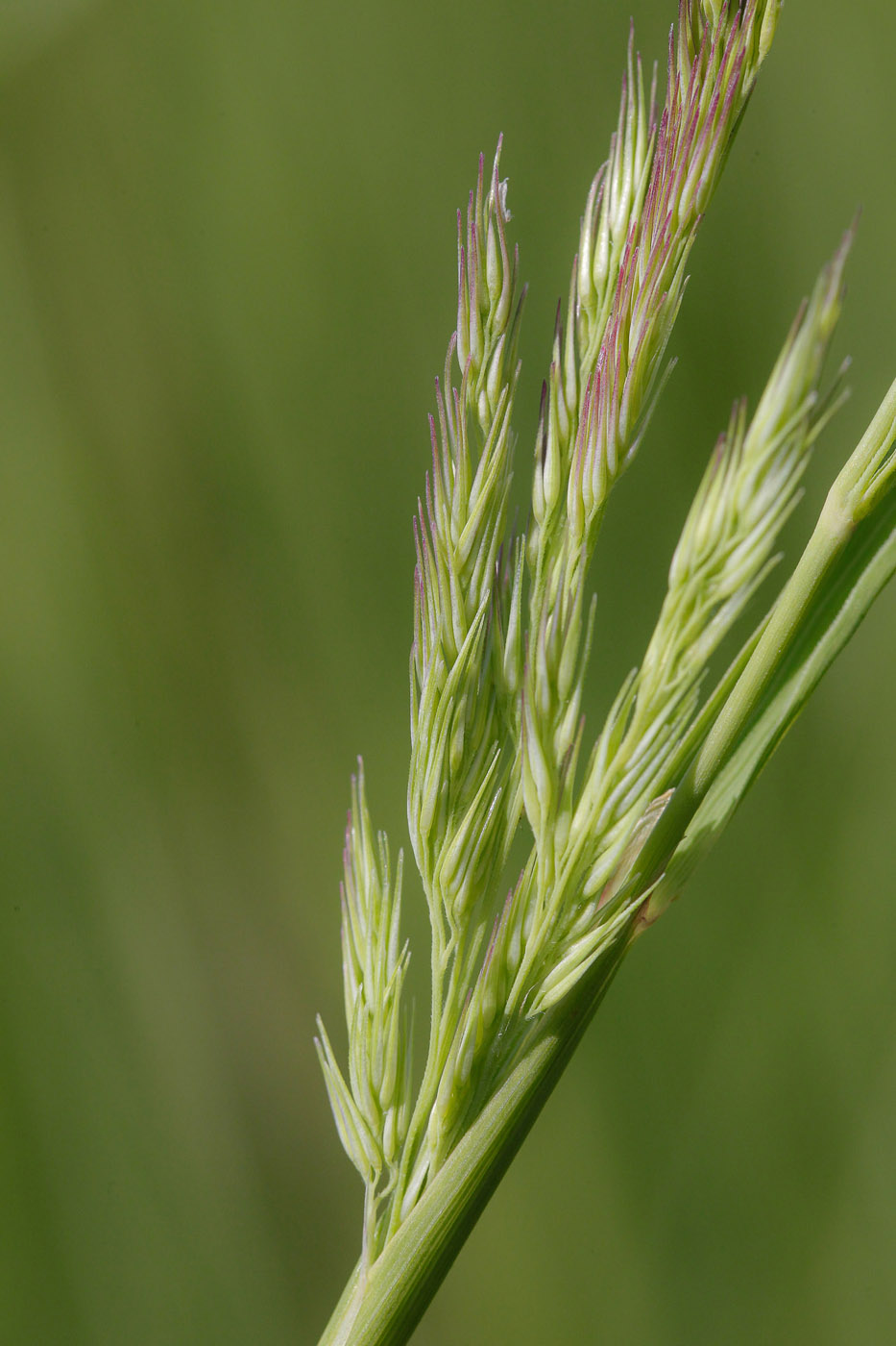 Изображение особи Calamagrostis epigeios.