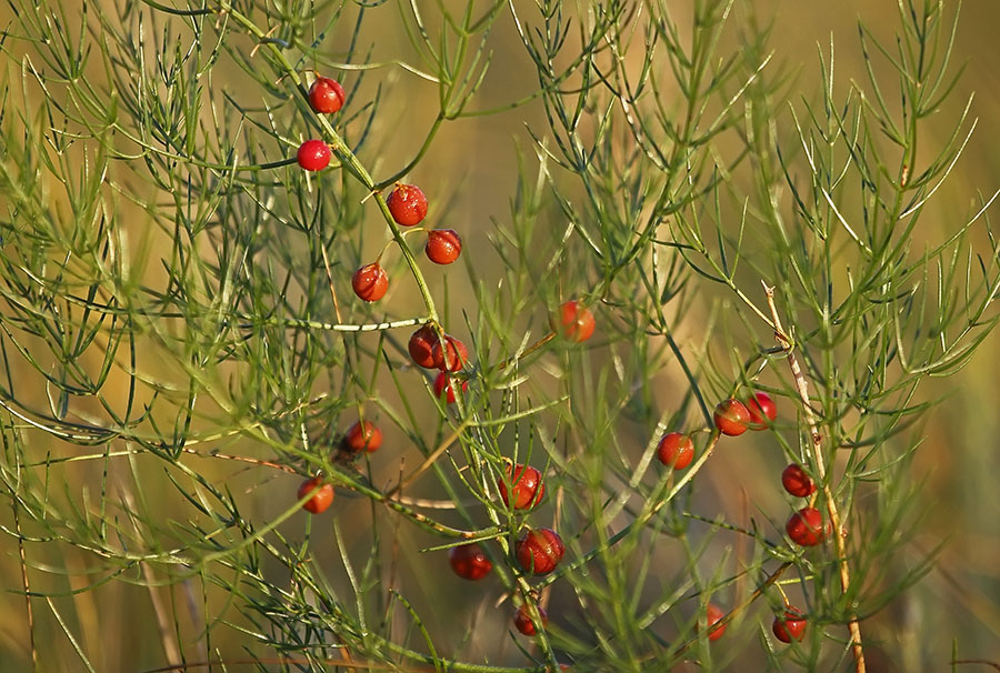 Изображение особи Asparagus dauricus.