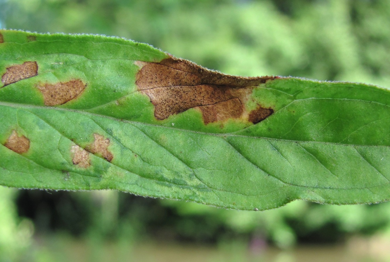 Image of Lythrum salicaria specimen.
