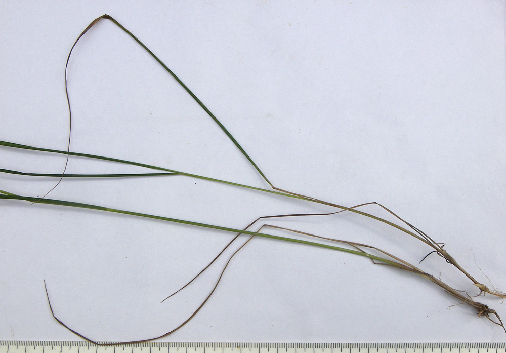Image of Calamagrostis arundinacea specimen.