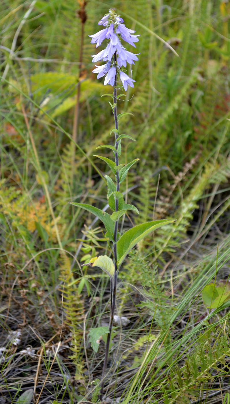 Image of Campanula bononiensis specimen.