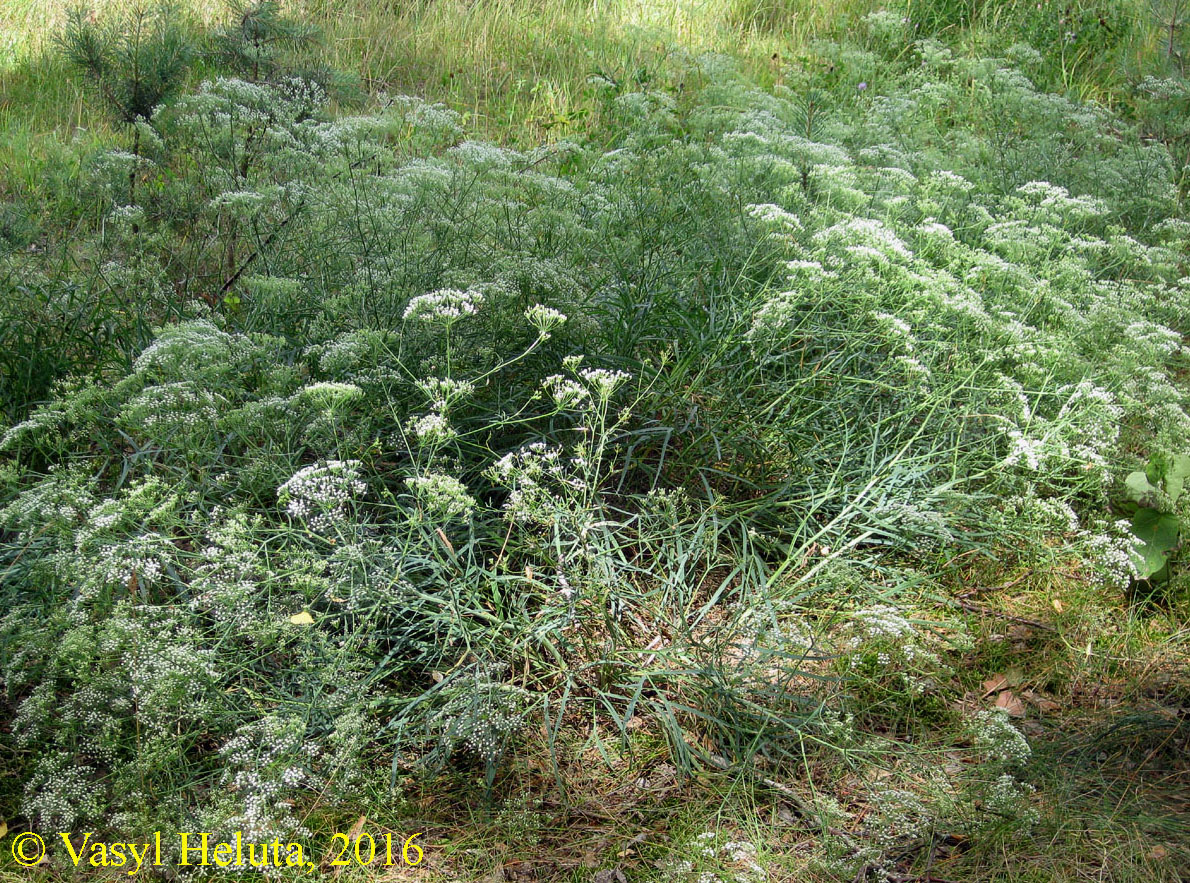 Изображение особи Falcaria vulgaris.