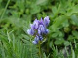 Oxytropis kusnetzovii