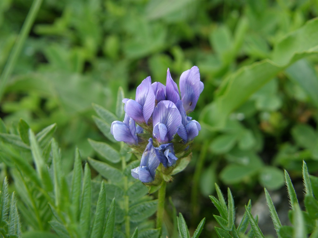 Изображение особи Oxytropis kusnetzovii.