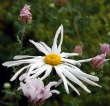 Chrysanthemum zawadskii