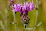 Centaurea stoebe. Соцветие. Татарстан, Новошешминский р-н, остепненный луг на увале в окр. села Татарское Утяшкино. 4 июля 2016 г.