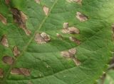 Sambucus nigra. Часть листа со спороношениями микромицетов. Краснодарский край, Абинский р-н, ст-ца Холмская, окраина огорода. 25.08.2016.
