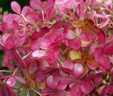 Hydrangea paniculata. Цветки. Московская обл., Раменский р-н, окр. дер. Хрипань, садовый участок. 31.08.2016.