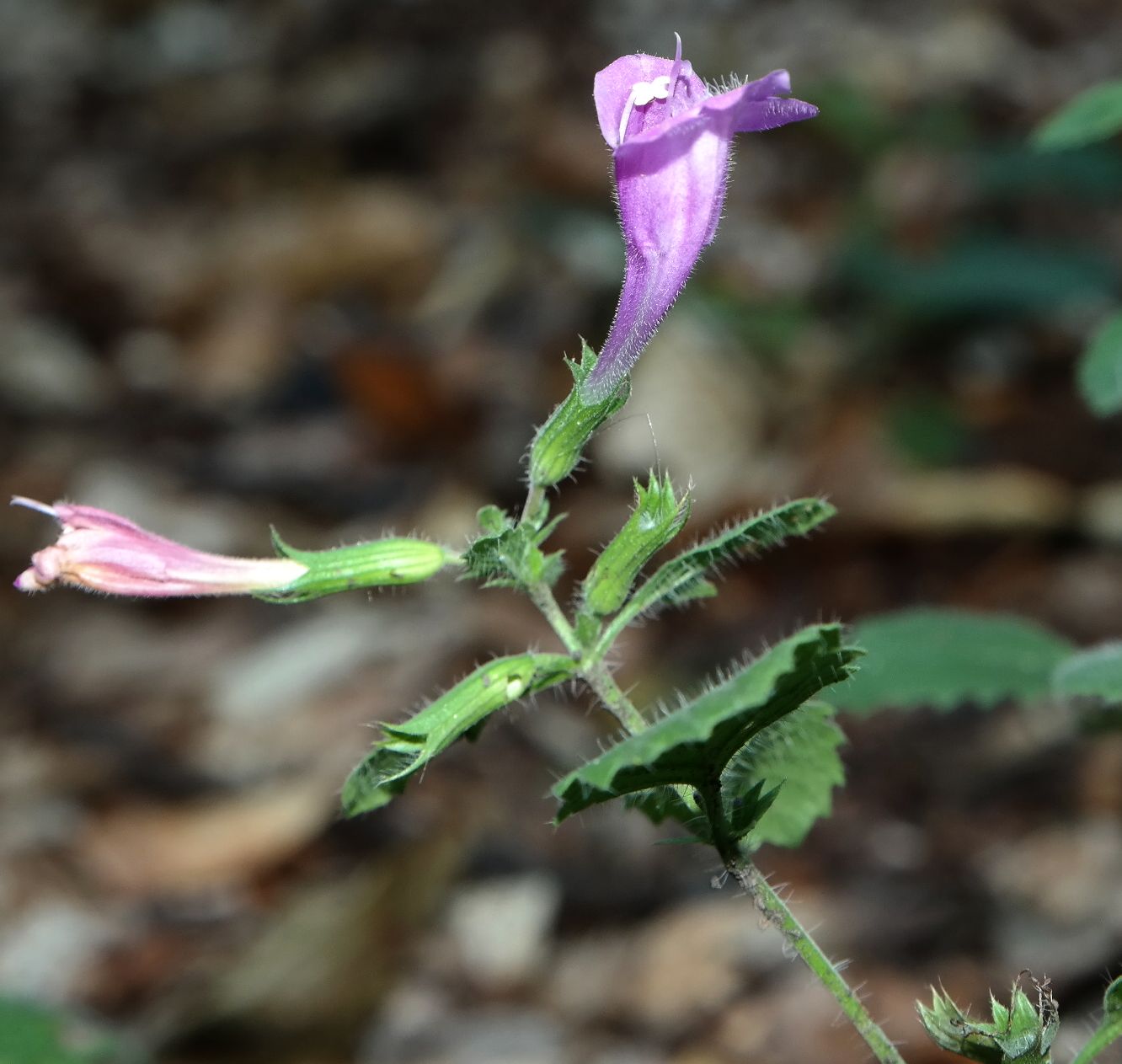 Image of Drymosiphon grandiflorus specimen.