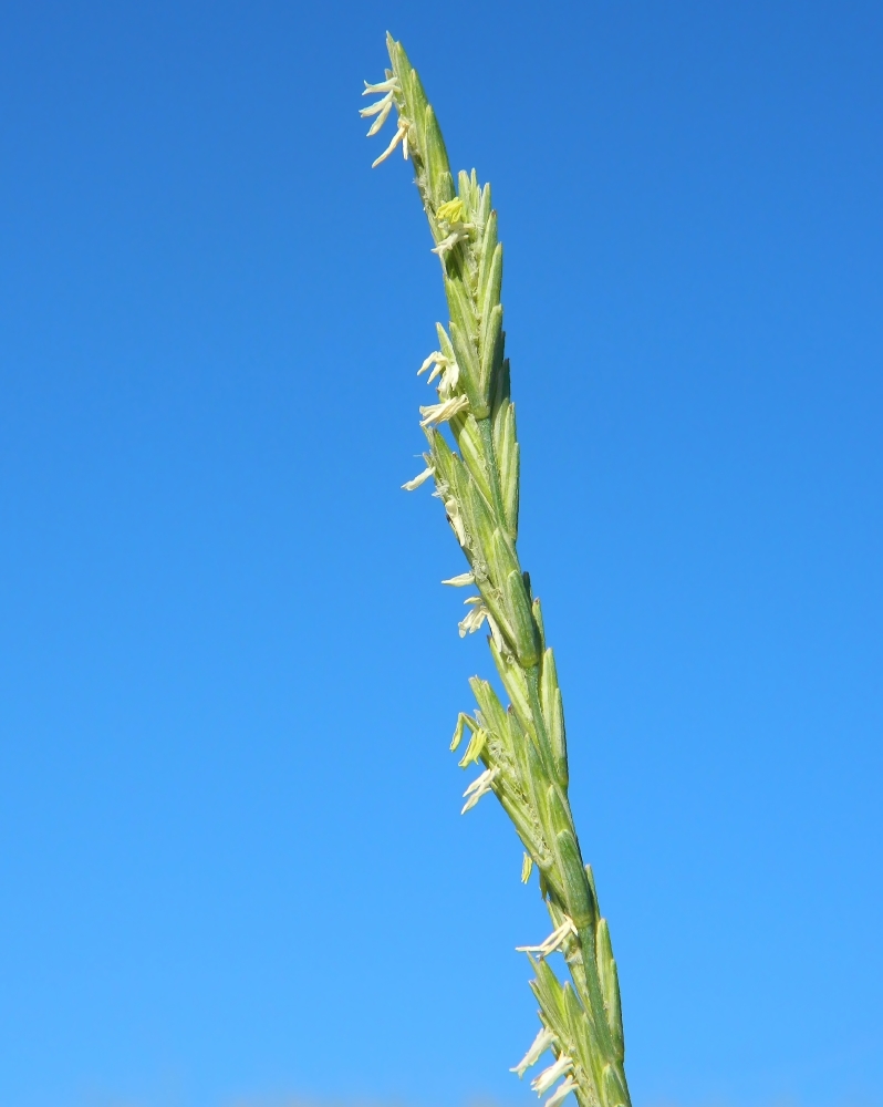 Изображение особи Elytrigia obtusiflora.