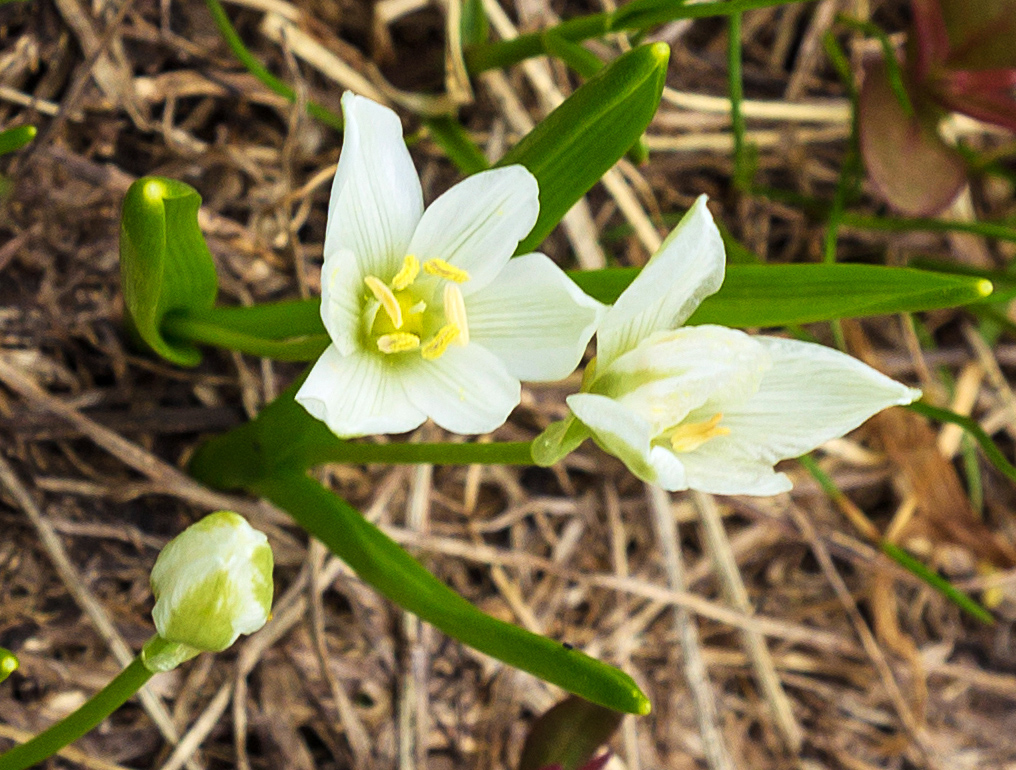 Image of Ornithogalum balansae specimen.