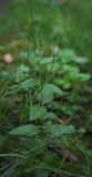 Epilobium montanum. Плодоносящее растение. Пермский край, Оханский р-н, Тулумбаихинское сельское поселение, Кунчурихинский бор, обочина лесной дороги. 17.09.2016.