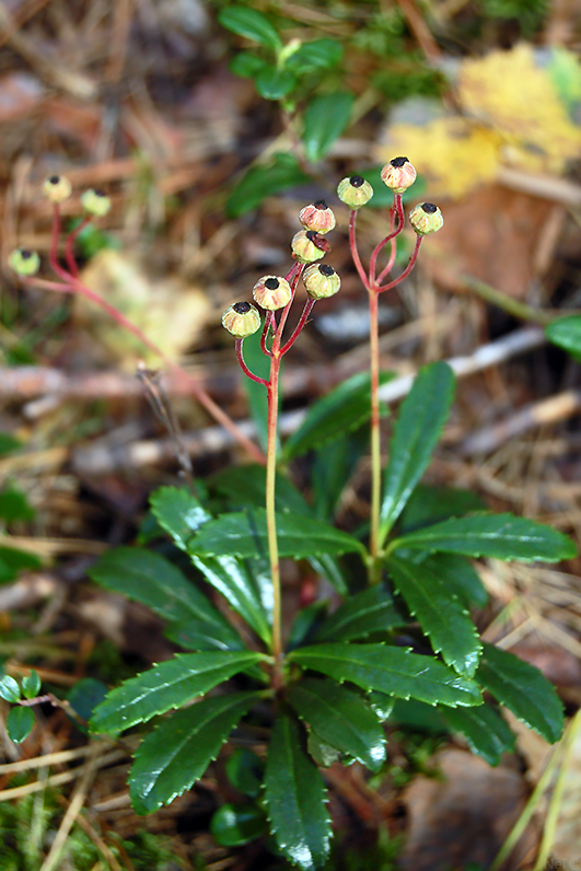 Изображение особи Chimaphila umbellata.