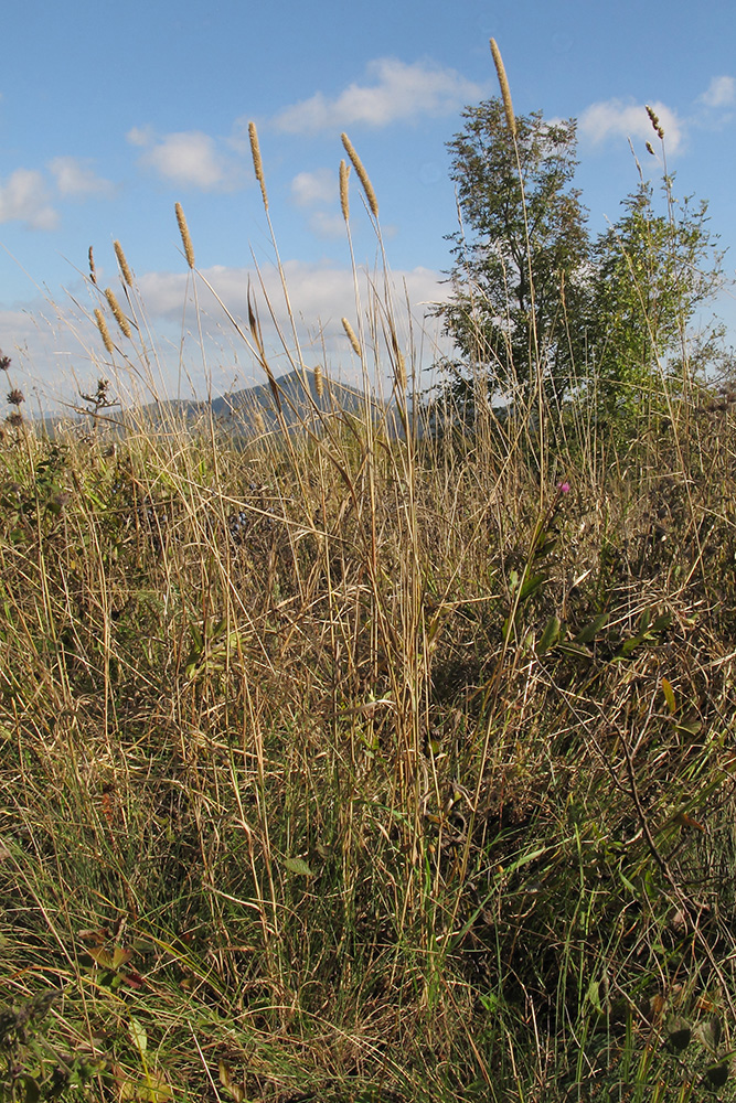 Image of Phleum pratense specimen.