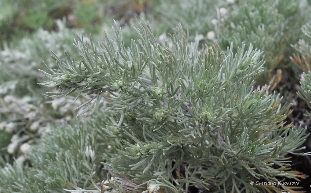 Image of Artemisia schmidtiana specimen.