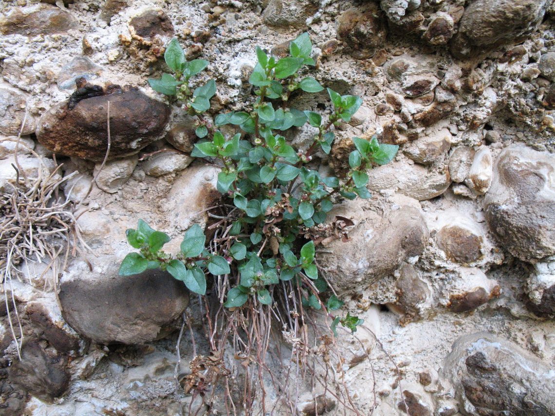 Image of Parietaria elliptica specimen.