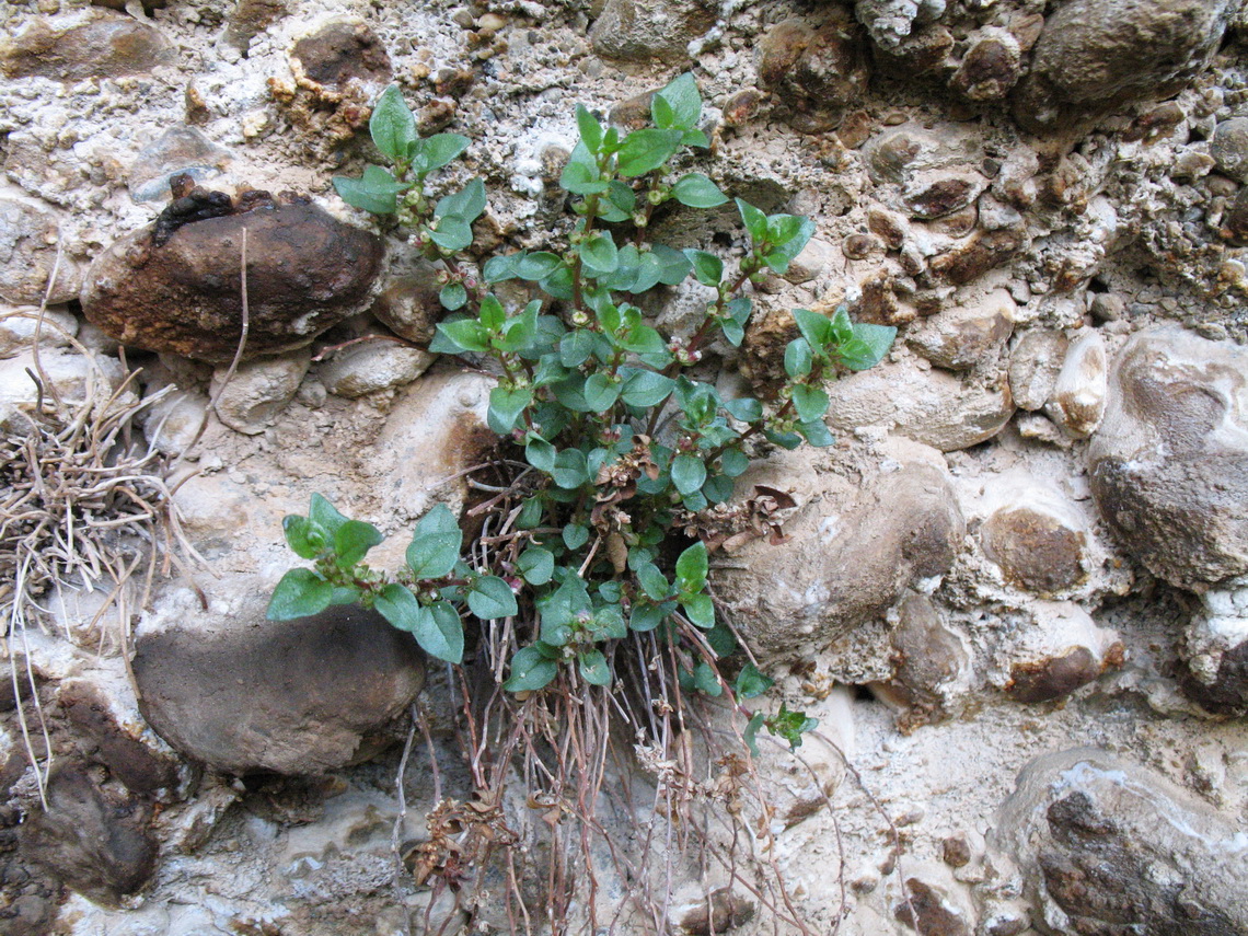 Изображение особи Parietaria elliptica.