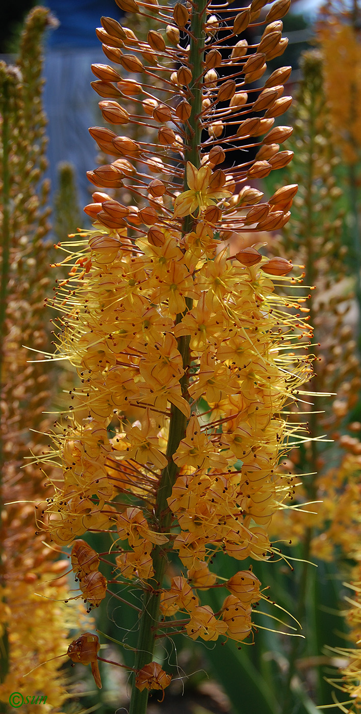 Image of Eremurus × isabellinus specimen.