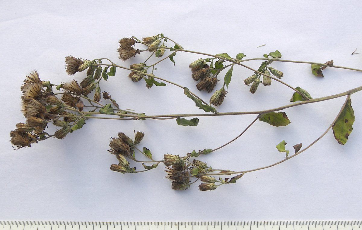 Изображение особи Inula conyza.